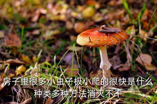 房子里很多小虫子极小爬的很快是什么种类多种方法消灭不干