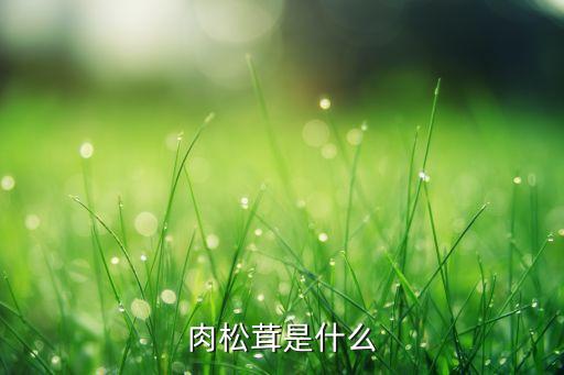 樱桃小丸子里 提到的松蕈蘑菇是不是松茸