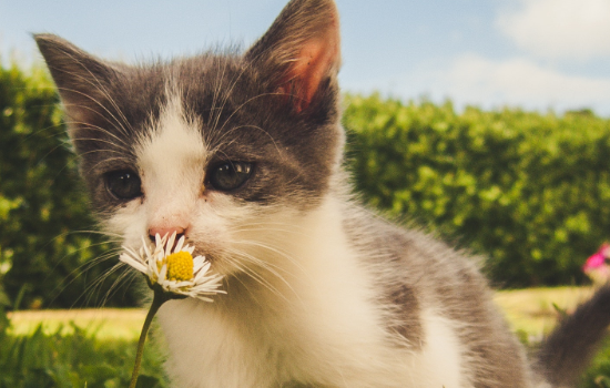 猫咪鼻子发白还干燥